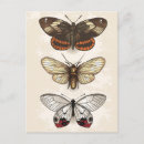 Search for insect postcards Moth