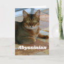 Search for abyssinian cat Kitty