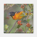 Search for oriole magnets Animal