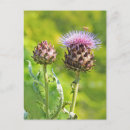 Search for artichoke postcards Nature