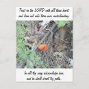 Search for pine needles postcards Photography