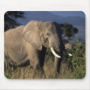Search for amboseli African elephant