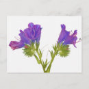 Search for echium Cutout