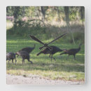 Search for turkey clocks Bird