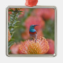 Search for africa christmas tree decorations Fauna