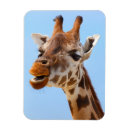 Search for giraffe face photography Nature