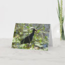 Search for pukeko Bird