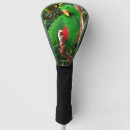 Search for eclectus parrot Red