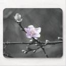 Search for spring cherry blossom mousepads Nature