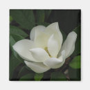 Search for magnolia magnets Tree