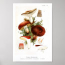 Search for edible mushroom posters Vintage