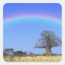 Search for baobab stickers Tanzania