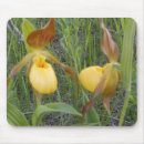 Search for lady slipper mousepads Nature