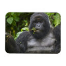 Search for silverback gorilla magnets Buffalo