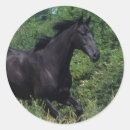 Search for thoroughbred horse stickers Bob langrish