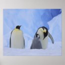 Search for emperor penguin posters Nature