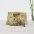 Search for lion and cub cards Big cat