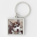 Search for siberian husky key rings Alaskan malamute