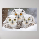 Search for beautiful owl art Bird