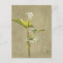 Search for calla postcards Botanical