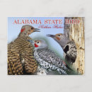 Search for flickering postcards Bird