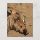 Search for challenged postcards Wildlife