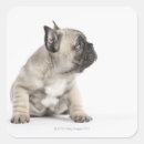 Search for pedigree stickers Animal