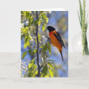 Search for baltimore cards Oriole