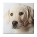 Search for labrador puppy tiles Dog