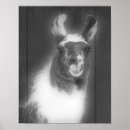 Search for white llama posters Animal