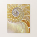 Search for nautilus puzzles Seashell