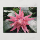 Search for pink leaf postcards Hawaiian
