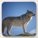 Search for wolf coasters Wild
