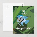 Search for angelfishes postcards Sea