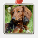 Search for long haired dachshund gifts Doggy