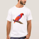 Search for eclectus parrot Cockatiel
