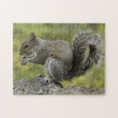 Search for gray squirrel Forest