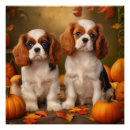 Search for cavalier spaniel king charles posters Animal