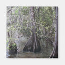 Search for bayou magnets Cypress