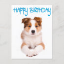 Search for border collie birthday cards Dog