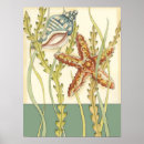 Search for sea wall posters Conch seashell