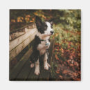 Search for park bench magnets Puppy