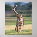 Search for jubatus posters Africa