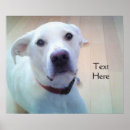 Search for sweet dog posters Puppy