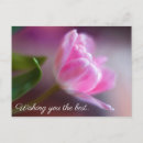 Search for wishes birthday cards Feminine