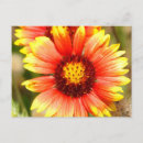 Search for stems postcards Wildflower