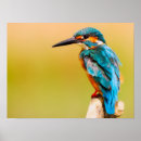 Search for kingfisher posters Animals