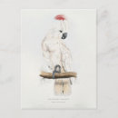 Search for edward lear postcards Cockatoo