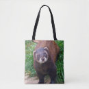 Search for polecat Mustela