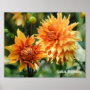 Search for dahlia flower posters Yellow flowers